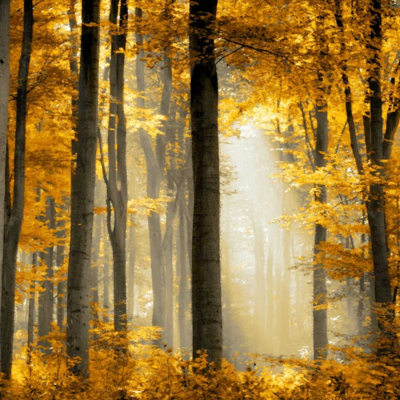 Sunlit Forest II Poster Print by Derek Scott # DST113313